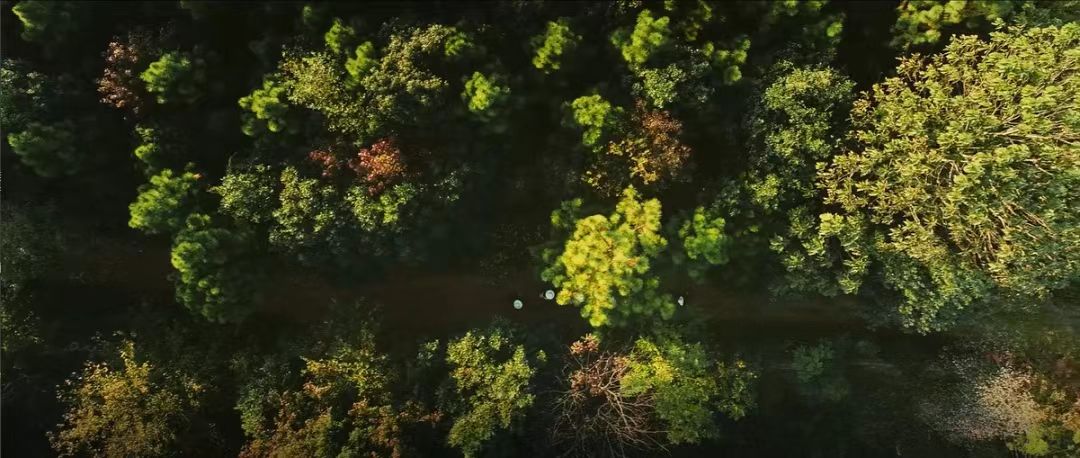 舌尖上的中藥:隐藏在山林間的驚喜(圖4) 04.jpg